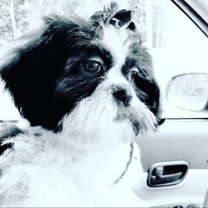 Meet your Posher, Daisy